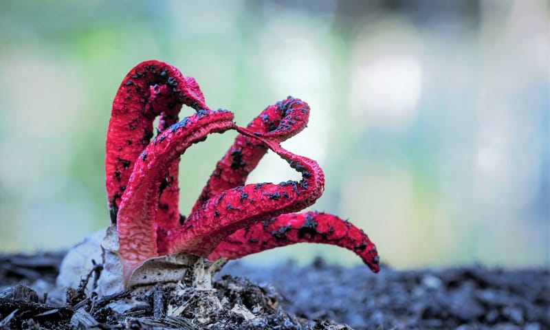 Inktviszwam is een paddenstoel Inktviszwam is een paddenstoel