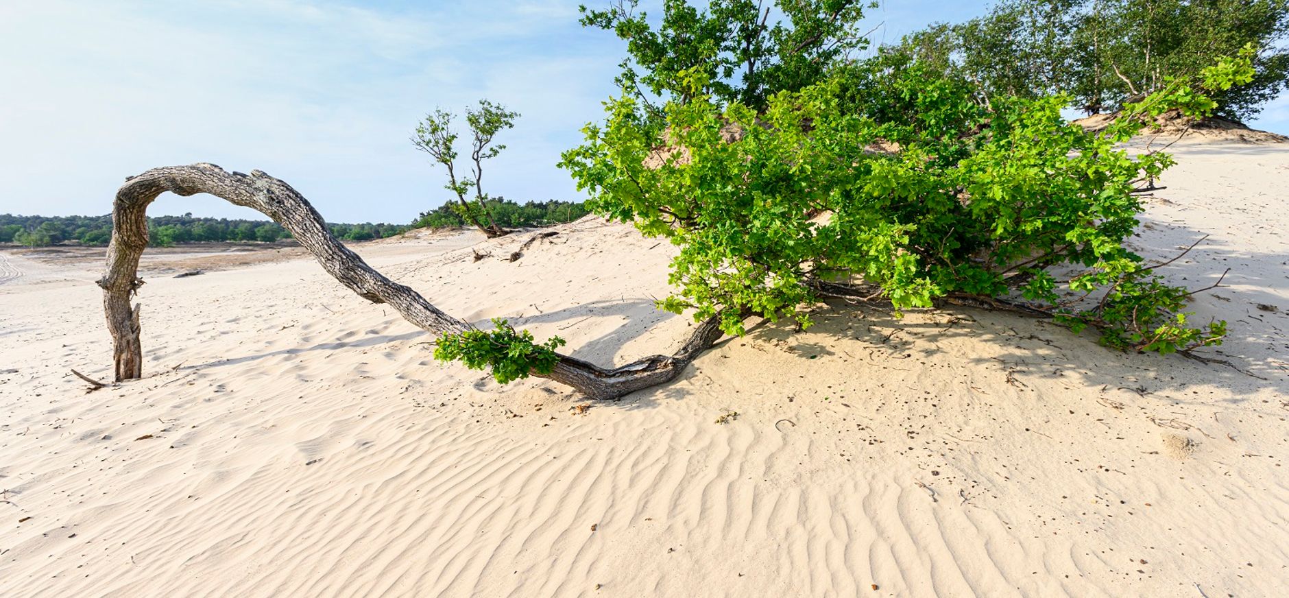 Loonse en Drunese duinen
