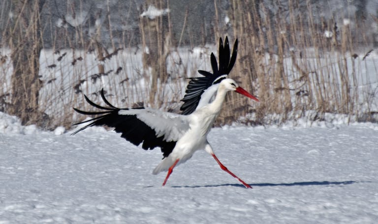 Ooievaar in de winter