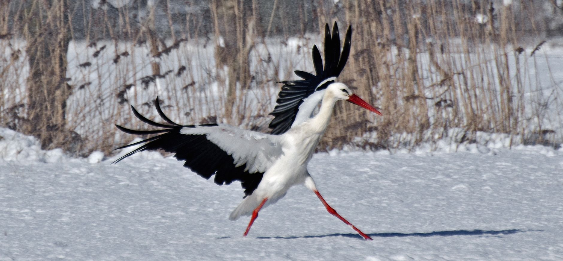 Ooievaar in de winter