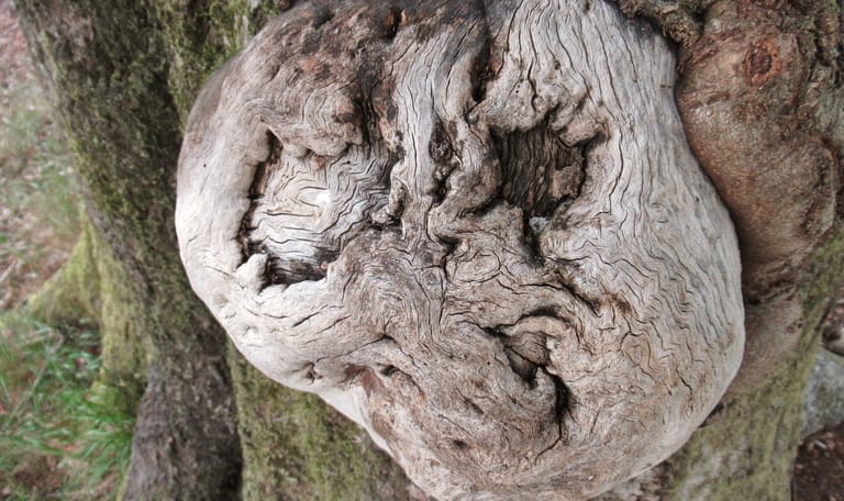 Knoest op een boom