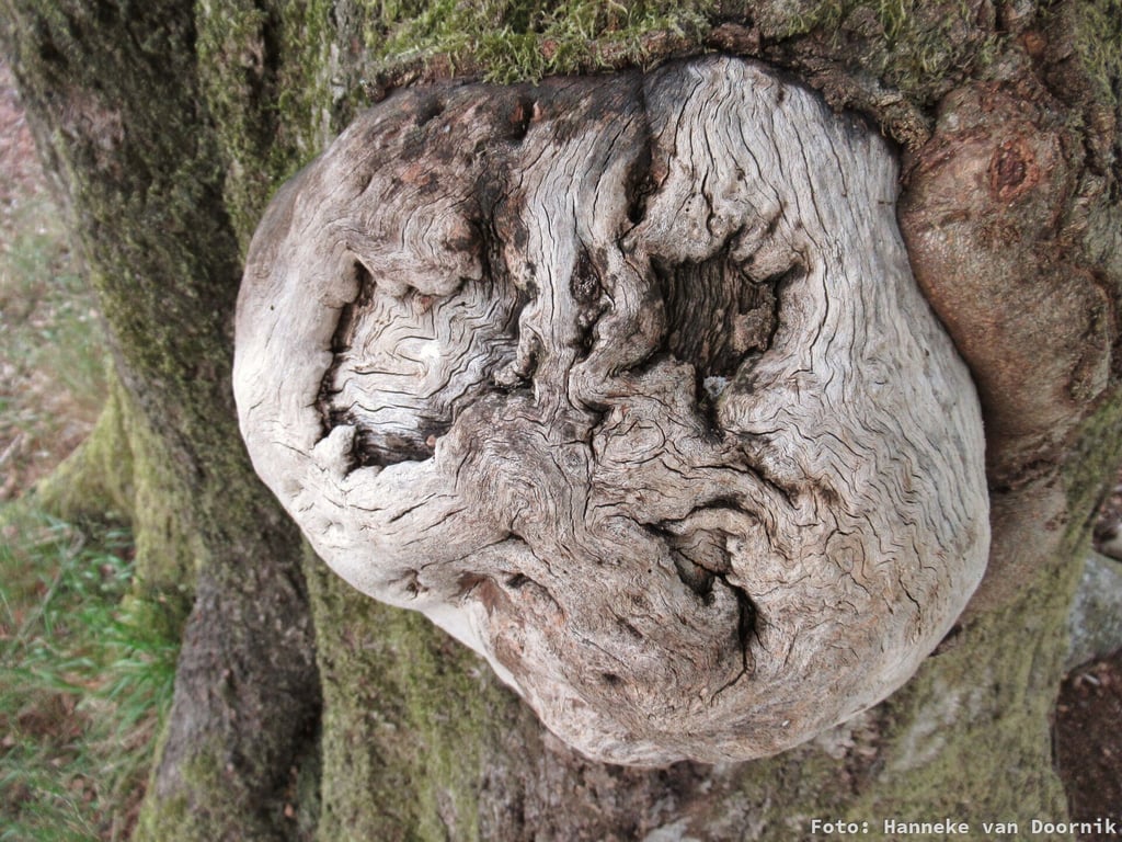 Bomen als bondgenoten