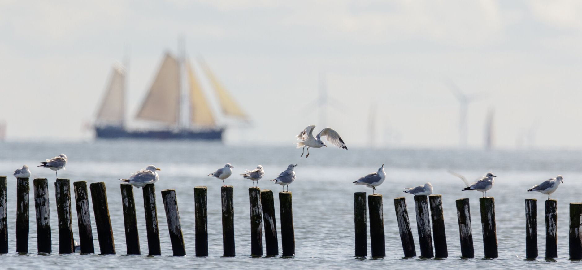 Grote meeuwen op palenrij in Waddenzee