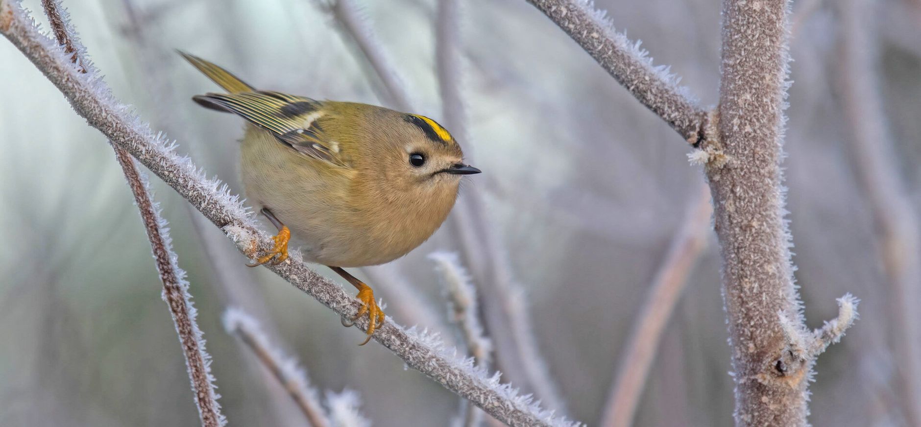 Een goudhaantje in de winter