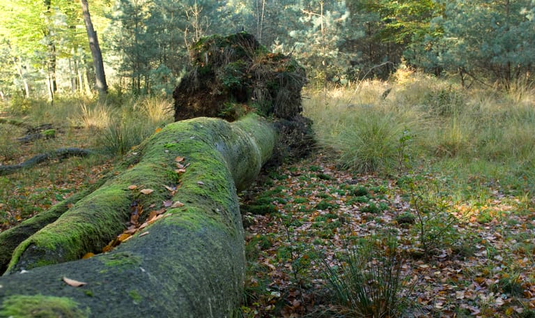 liggende dode boom met mos