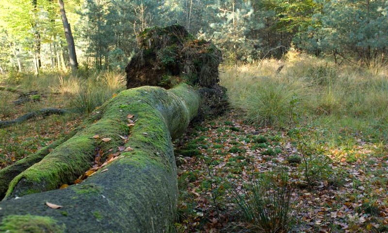 liggende dode boom met mos