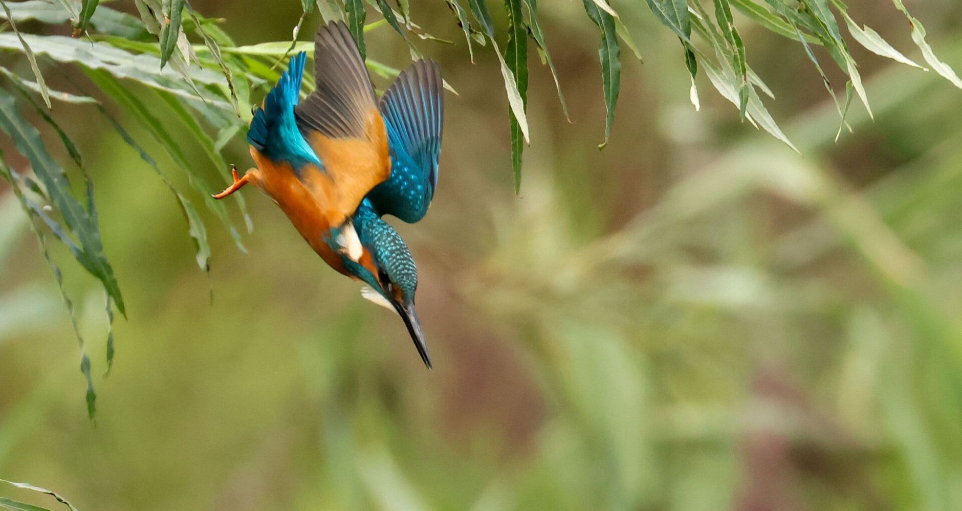Ijsvogel in vlucht