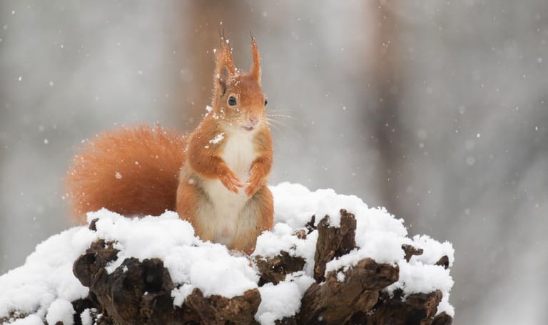 Eekhoorn in de winter