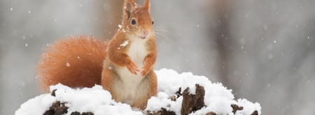 Eekhoorn in de winter