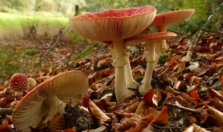 Vliegenzwam in herfst bos Vliegenzwam in herfst bos