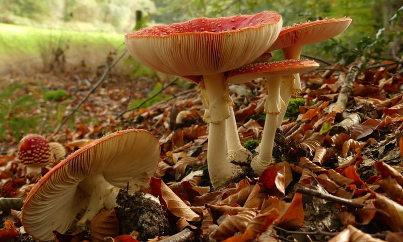 Vliegenzwam in herfst bos