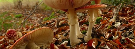 Vliegenzwam in herfst bos