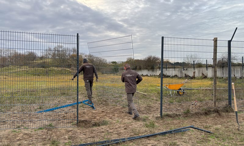 Boswachters verwijderen het damhertenhek