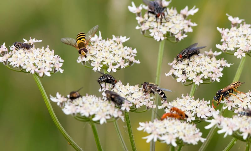 Insecten op bloem