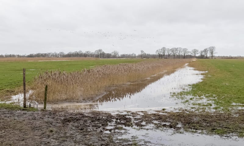 Plasdras in het Moergestels Broek