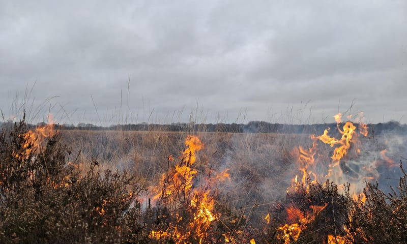 Heide branden Dwingelderveld