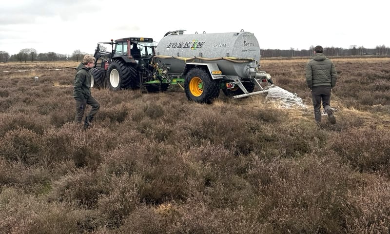 Heide blussen Dwingelderveld
