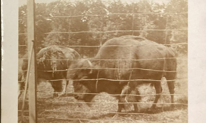 Noord-Amerikaanse bisons uit het fotoalbum