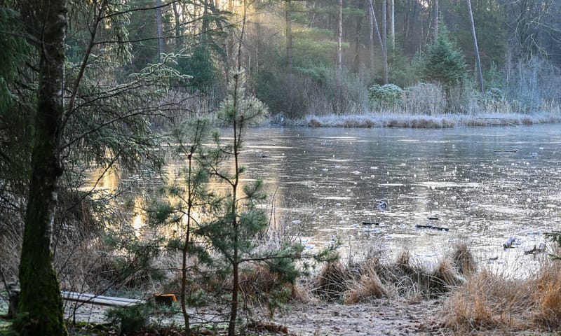 Haagse Bos winter