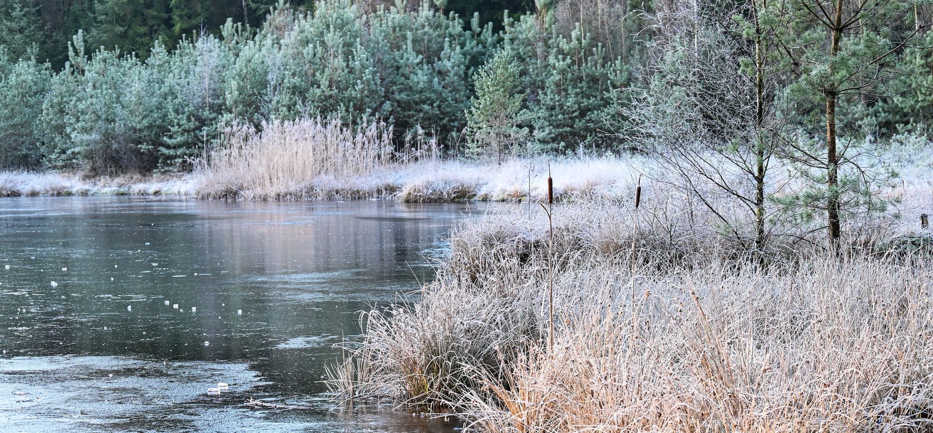 Haagse bos in winter