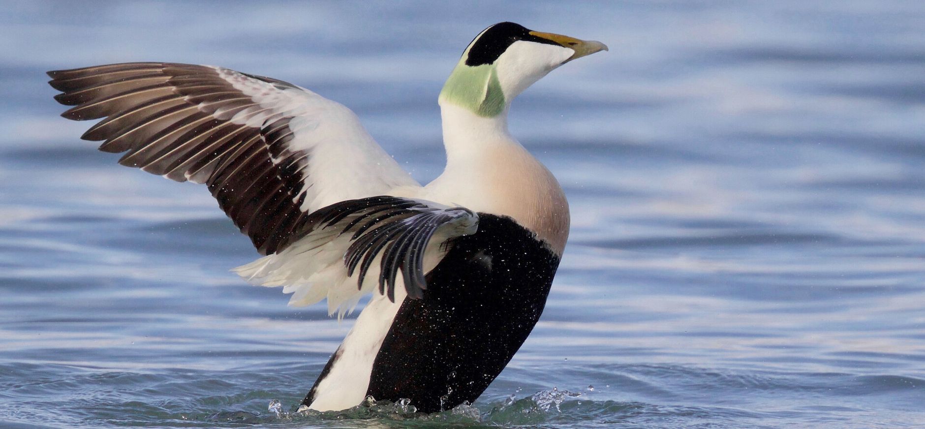 Man Eidereend strekt de vleugels Man Eidereend strekt de vleugels