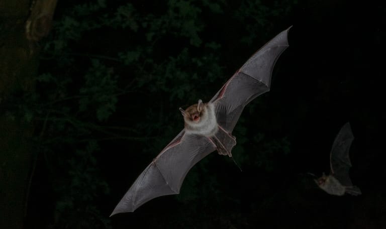 Franjestaart vleermuis