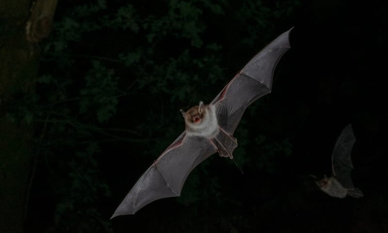 Franjestaart vleermuis