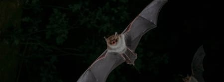 Franjestaart vleermuis Franjestaart vleermuis