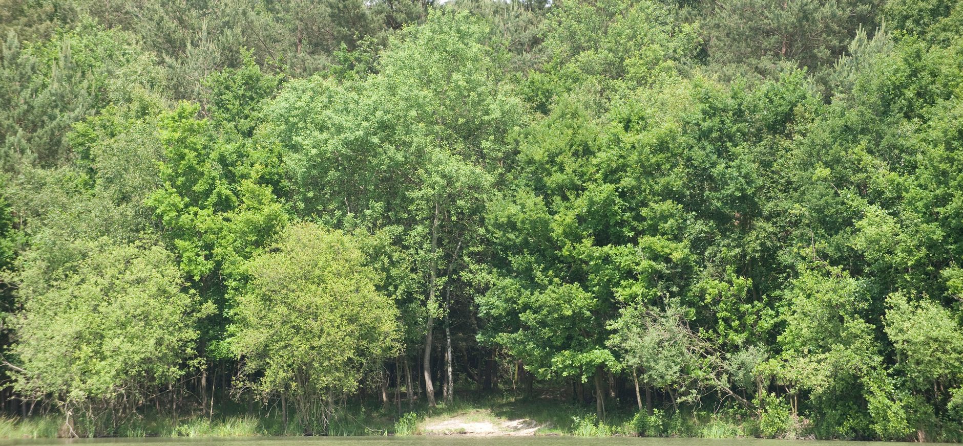 Schinveldse bossen