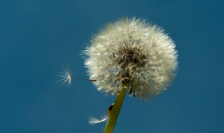 Paardenbloem pluisje