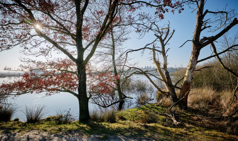 bomen langs het Koelevaartsveen