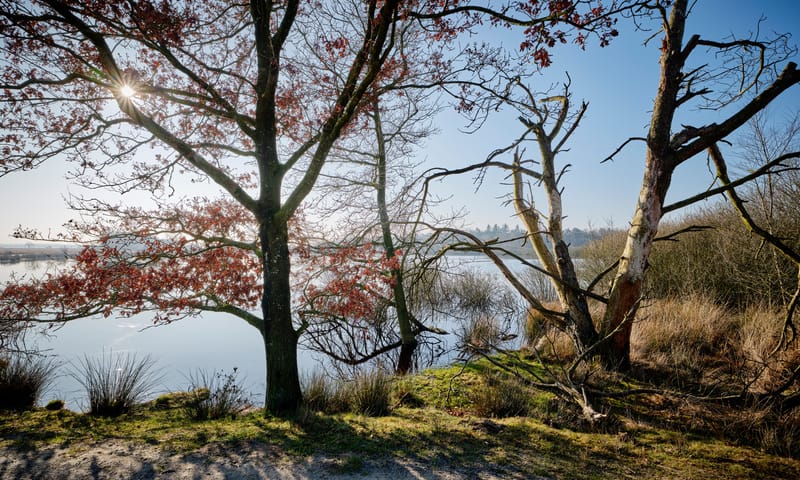 bomen langs het Koelevaartsveen