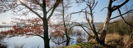 bomen langs het Koelevaartsveen
