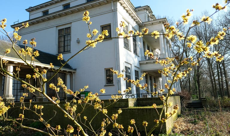 Bloeiende hazelaar op De Tempel