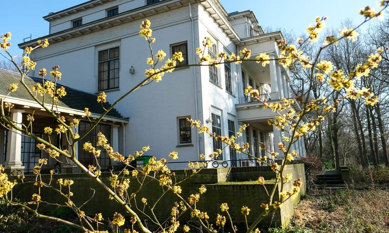 Bloeiende hazelaar op De Tempel