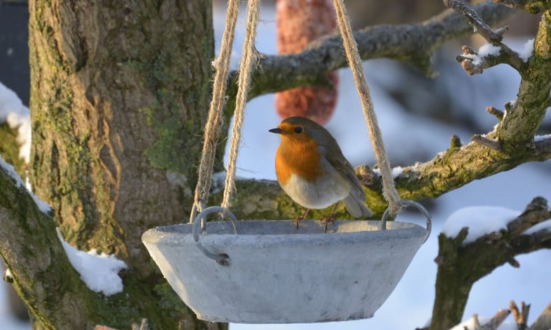 Drinkbak voor vogels