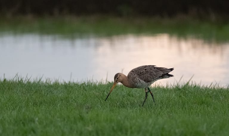 Grutto in polder Schieveen
