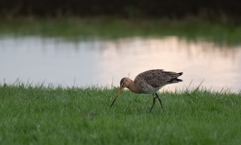Grutto in polder Schieveen