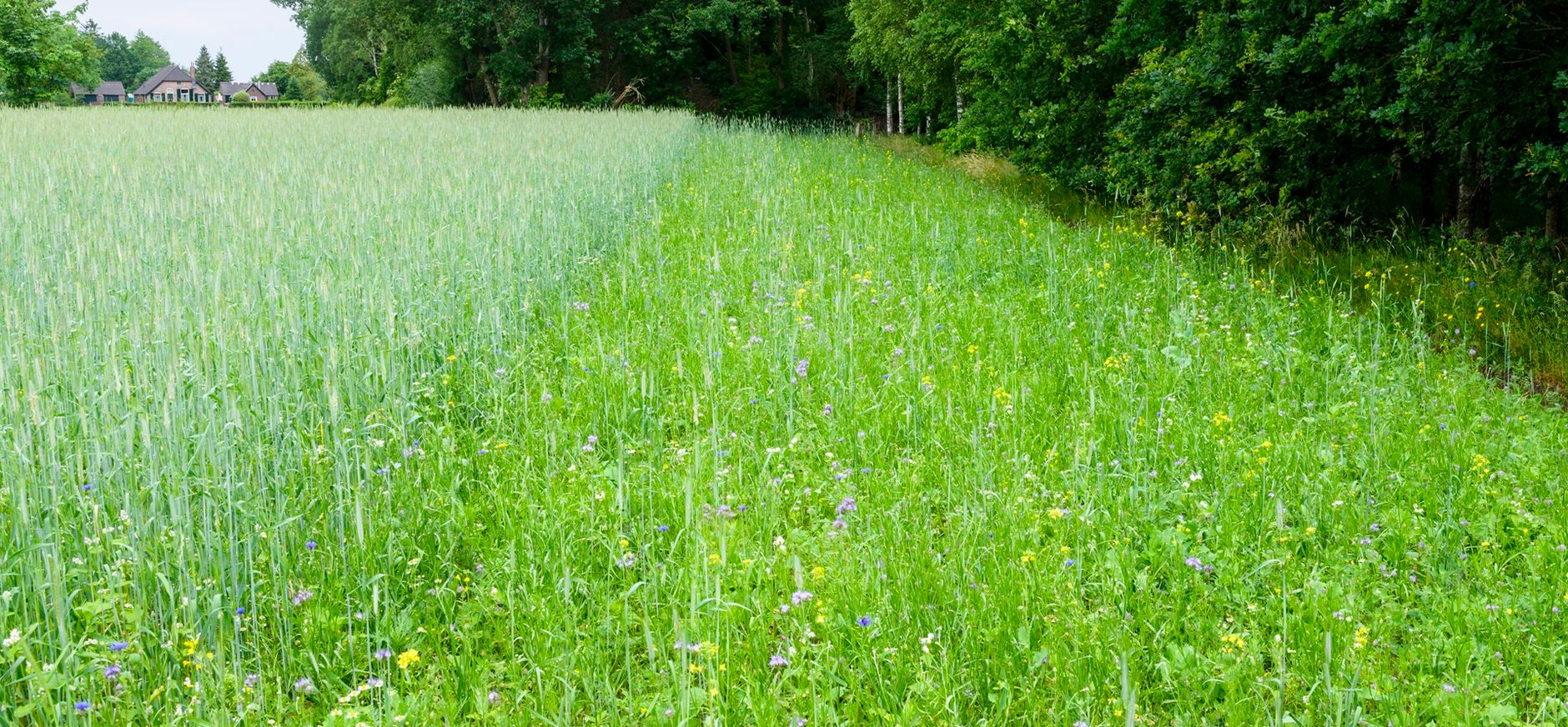 Plannen voor agro-ecologisch landgoed in Tonden Plannen voor agro-ecologisch landgoed in Tonden