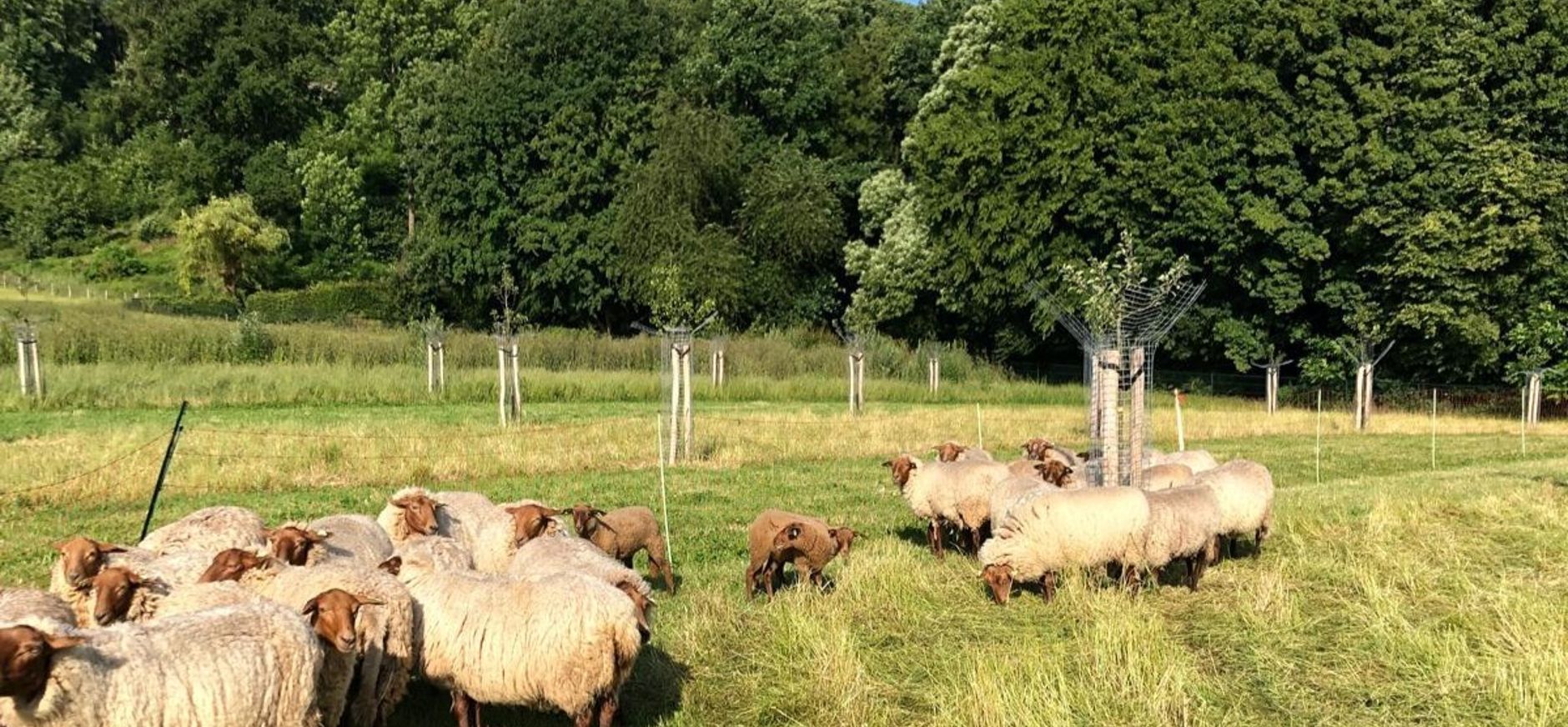Schapenbegrazing in de hoogstamboomgaard