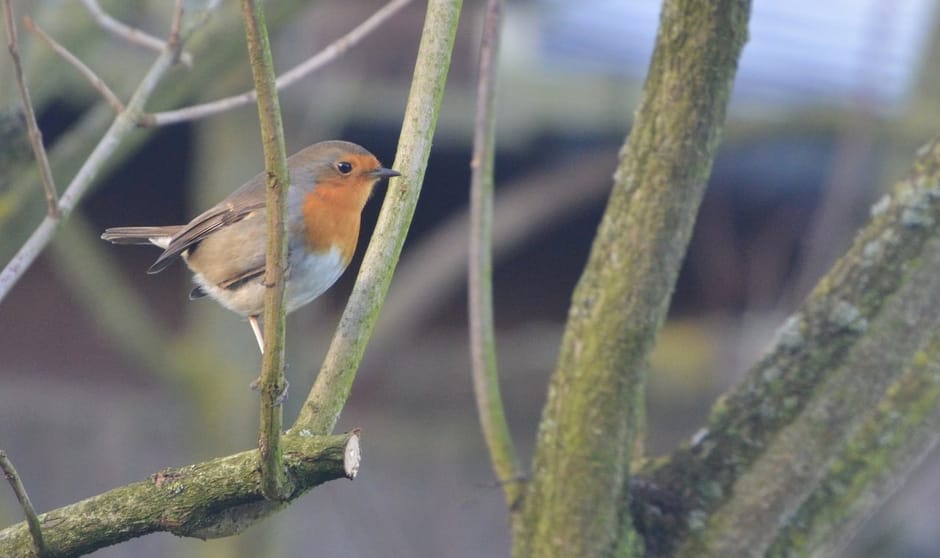 Roodborst in winterse tuin