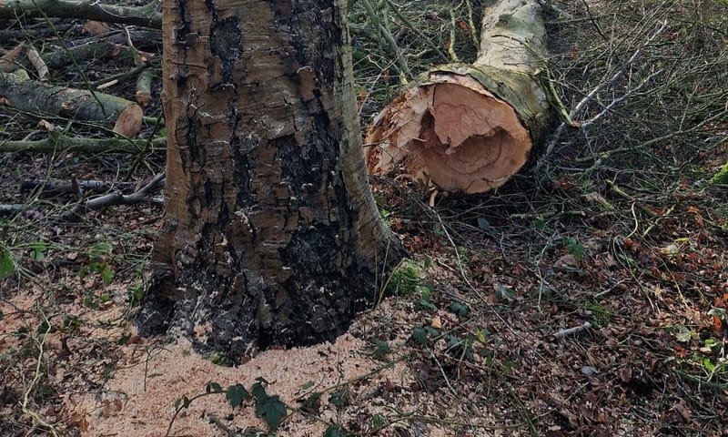 Stamhout stervende beuk blijft achter