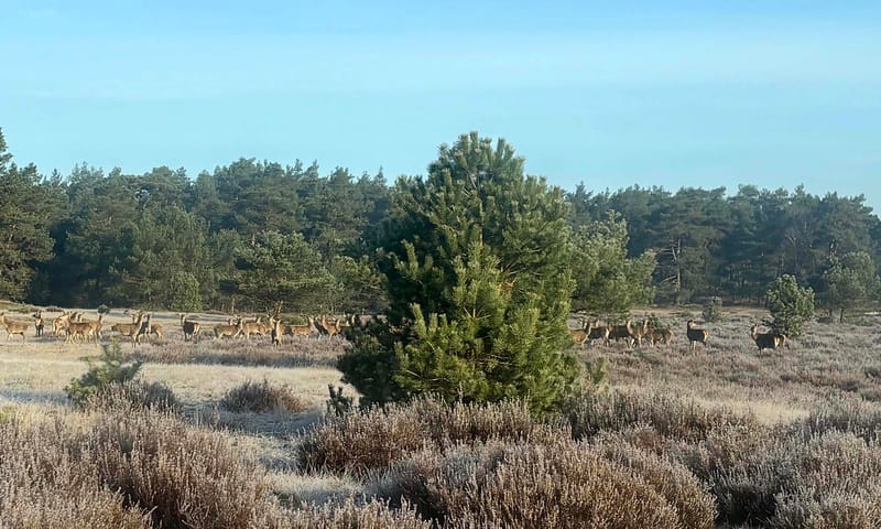 Herten Planken Wambuis