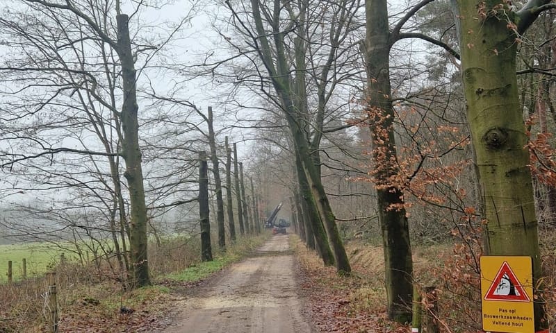 Snoeiwerkzaamheden stervende beukenlaan