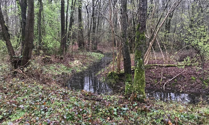 Voorjaar in het Hekenbroek
