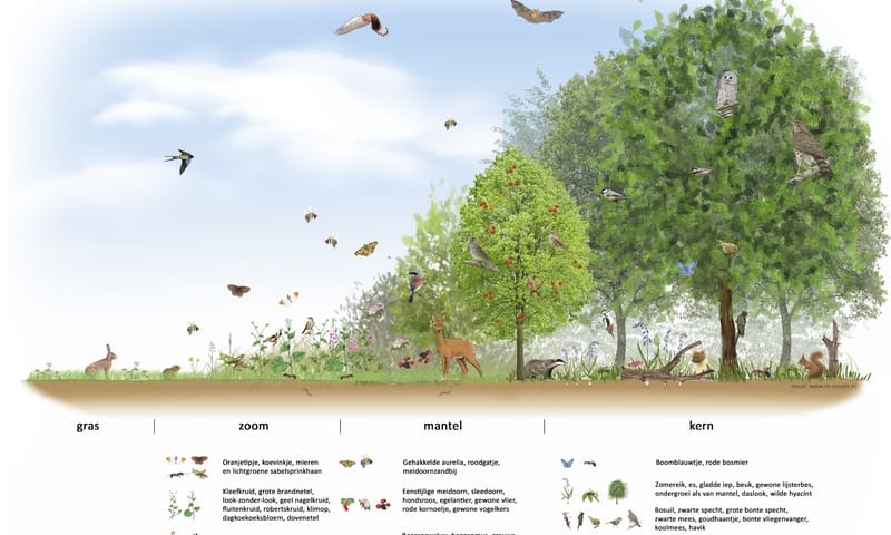 ideale bosrand tekening