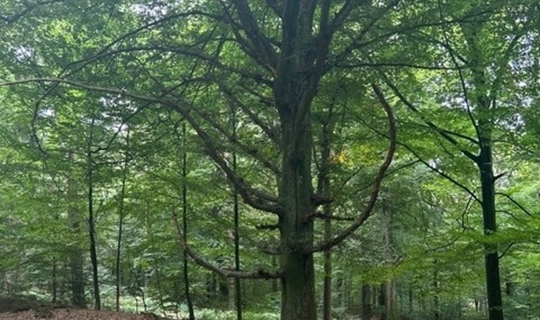 Markante bomen van het Bergherbos