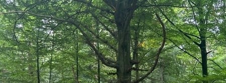 Markante bomen van het Bergherbos
