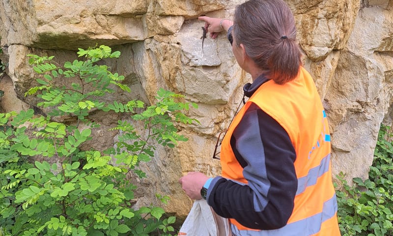 uitzetten eerste muurhagedissen