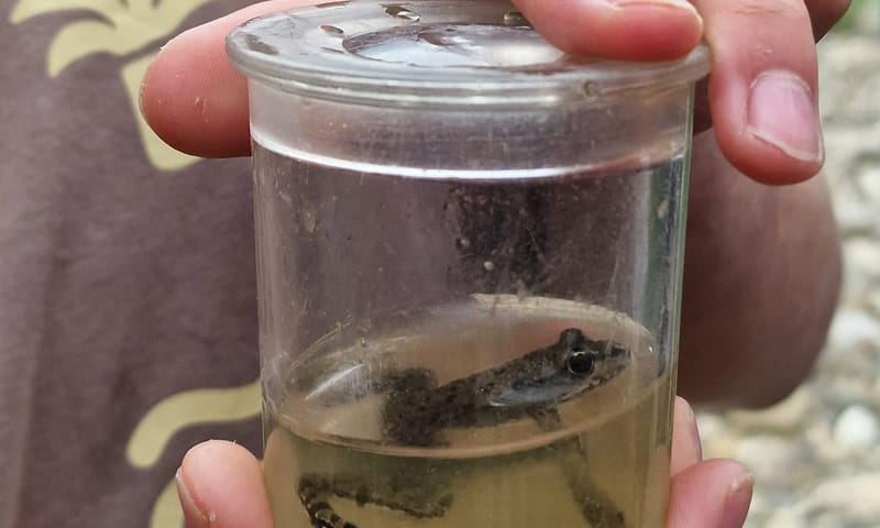 veldles grensmaas 2025